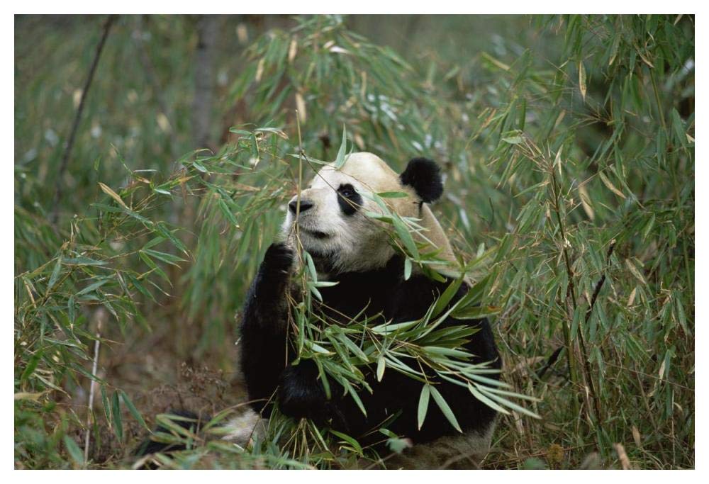 Giant Panda eating bamboo, Wolong Valley, Himalaya, China-Paper Art-50x34”