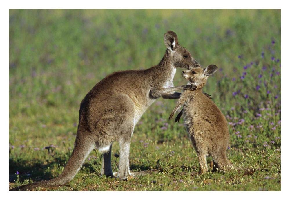 Eastern Grey Kangaroo mother with joey, Australia-Paper Art-32x22”