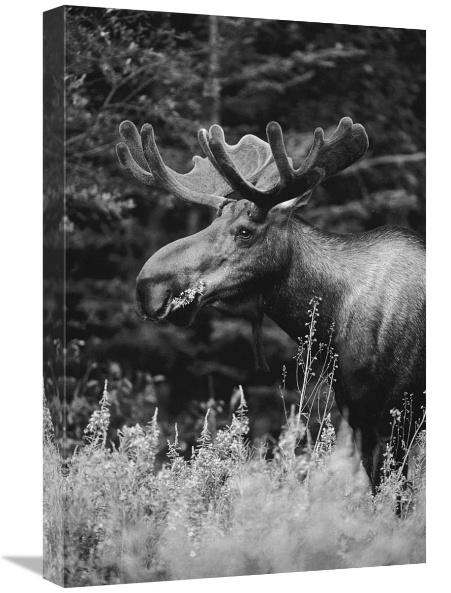 Alaska Moose feeding on Fireweed flowers in the spring, Alaska - Black and White-Canvas Art-16x24”