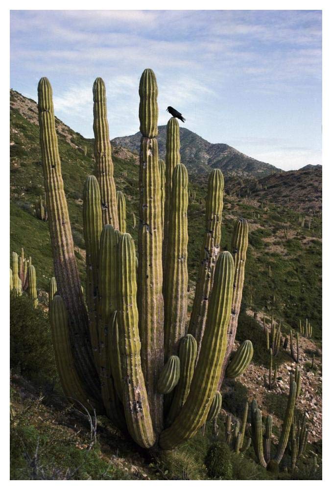 Common Raven perching in Cardon cactus, Santa Catalina Island, Sea of Cortez, Baja California, Mexico-Paper Art-34x50”
