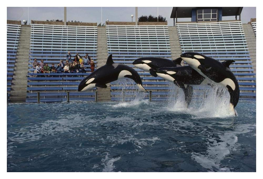 Orca trio jumping, Sea World, San Diego, California-Paper Art-20x14”