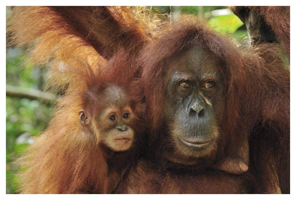 Sumatran Orangutan mother with young, Gunung Leuser National Park, northern Sumatra, Indonesia-Paper Art-50x34”