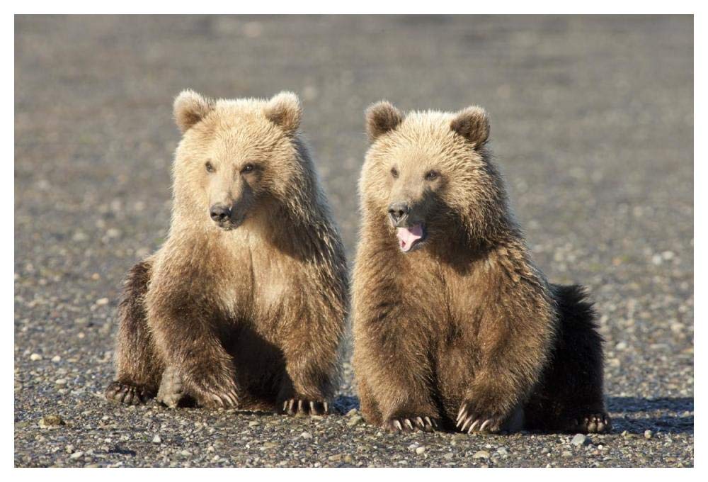 Grizzly Bear cubs, one yawning, Katmai National Park, Alaska-Paper Art-50x34”