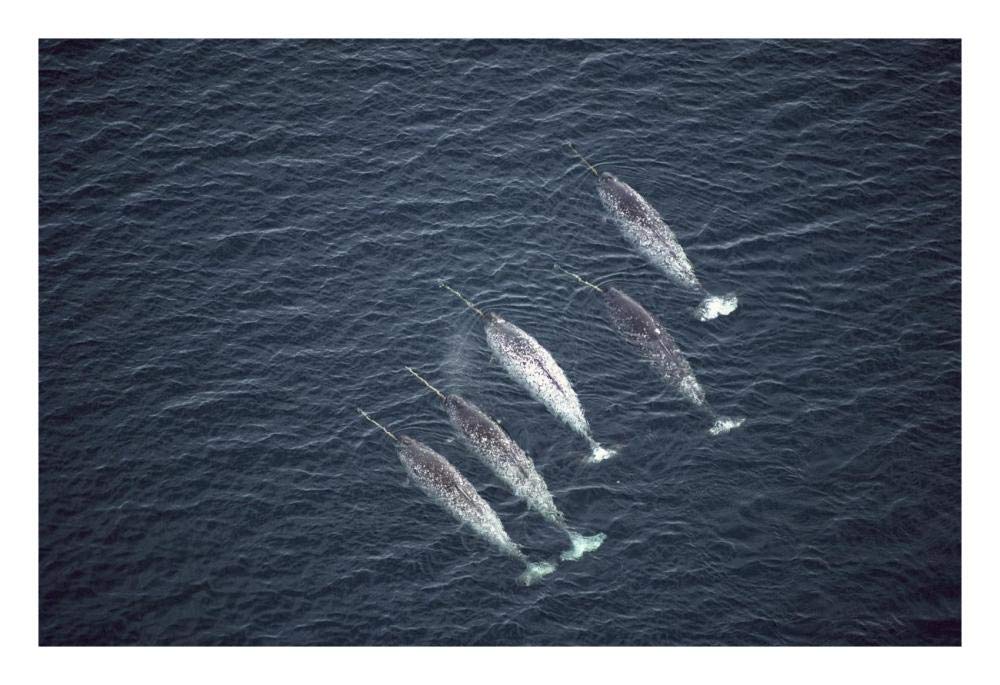 Narwhals near water surface, aerial view, Baffin Island, Canada-Paper Art-26x18”