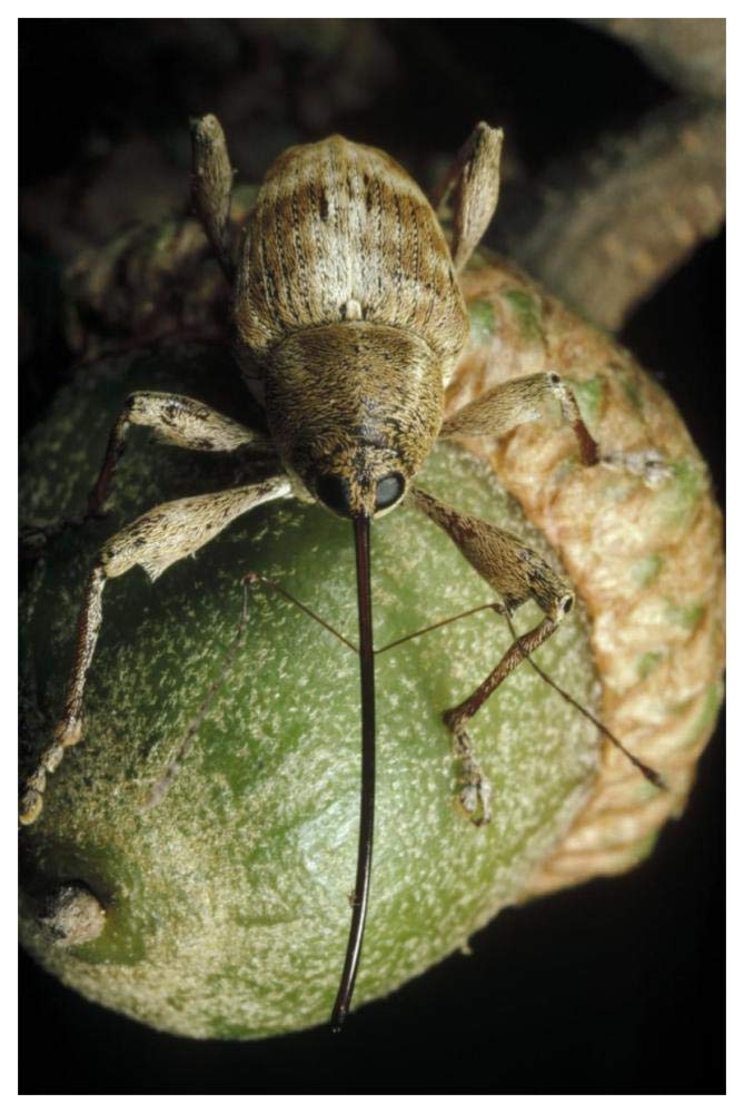 Black Oak Acorn Weevil on Acorn, Massachusetts-Paper Art-42x62”