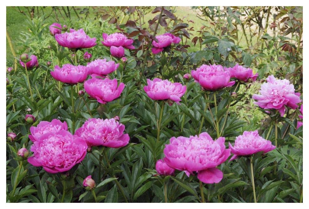 Peony flowers-Paper Art-50x34”