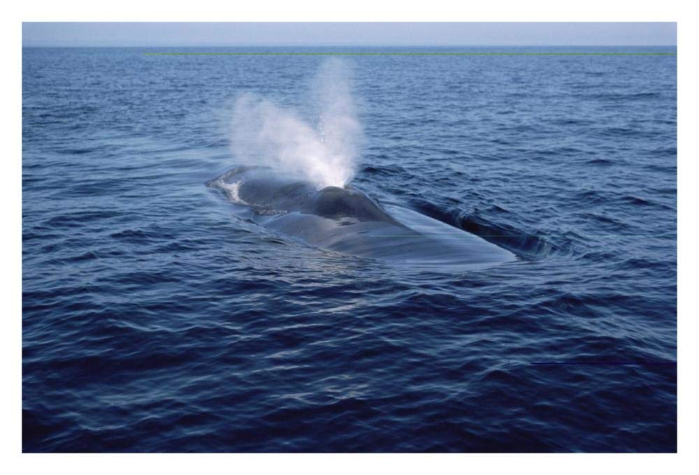 Blue Whale spouting, Sea of Cortez, Mexico-Paper Art-32x22”