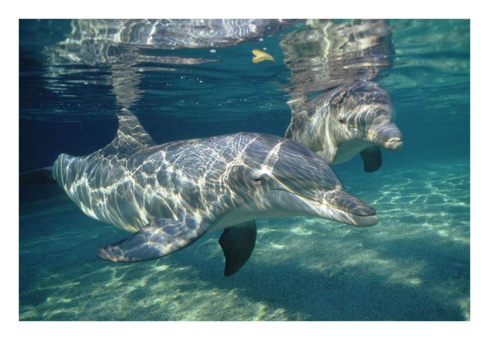 Bottlenose Dolphin underwater pair, Hawaii-Paper Art-26x18”