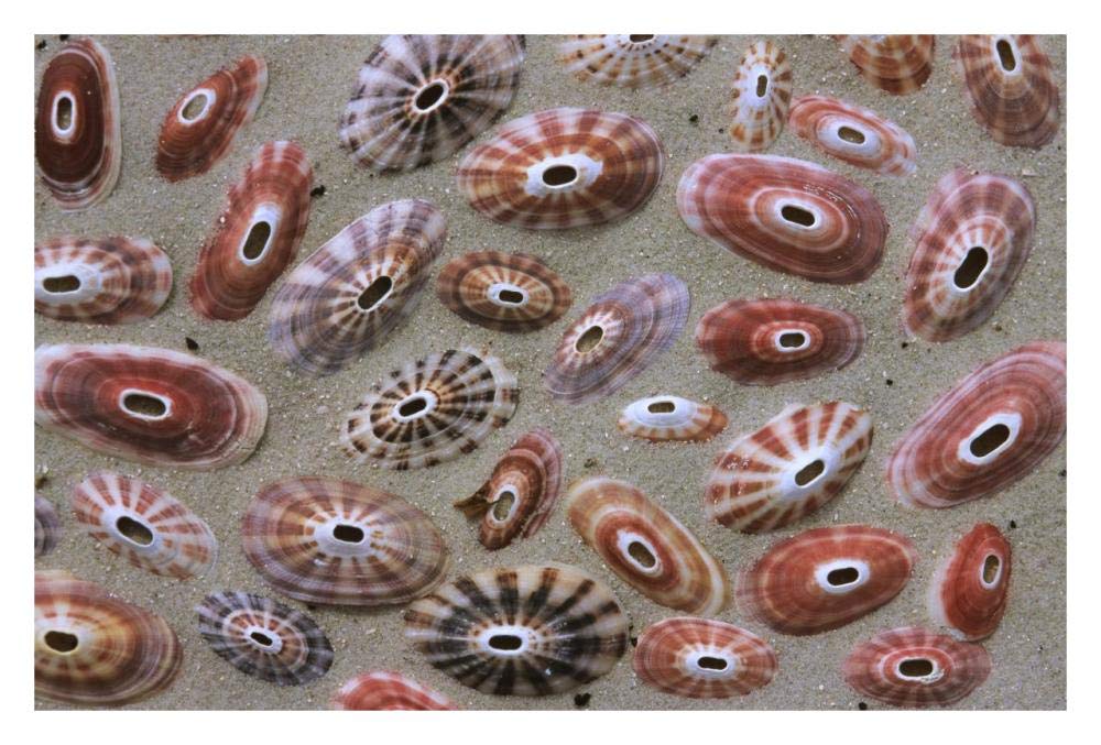 Keyhole Limpet shells on the beach, Europe-Paper Art-32x22”