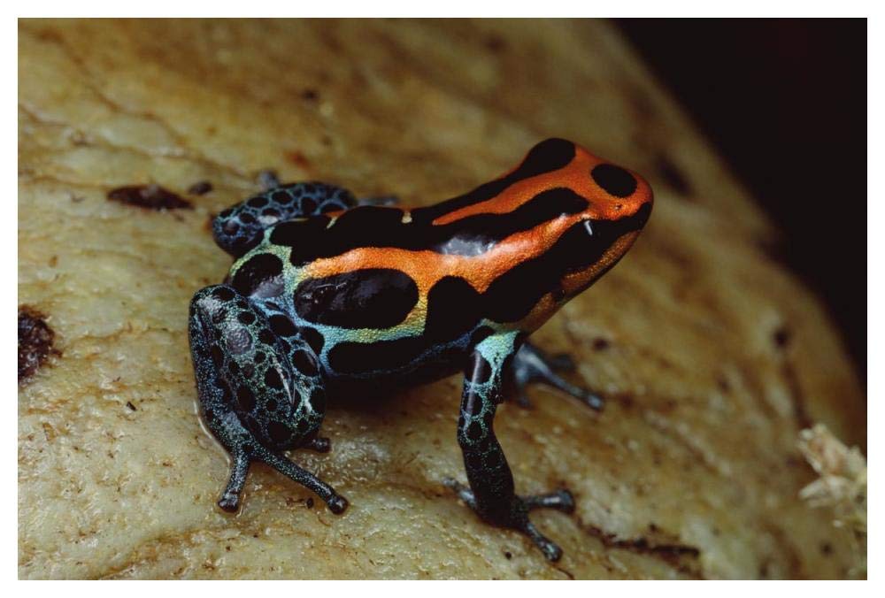 Rio Madeira Poison Frog, Peruvian lowlands-Paper Art-50x34”