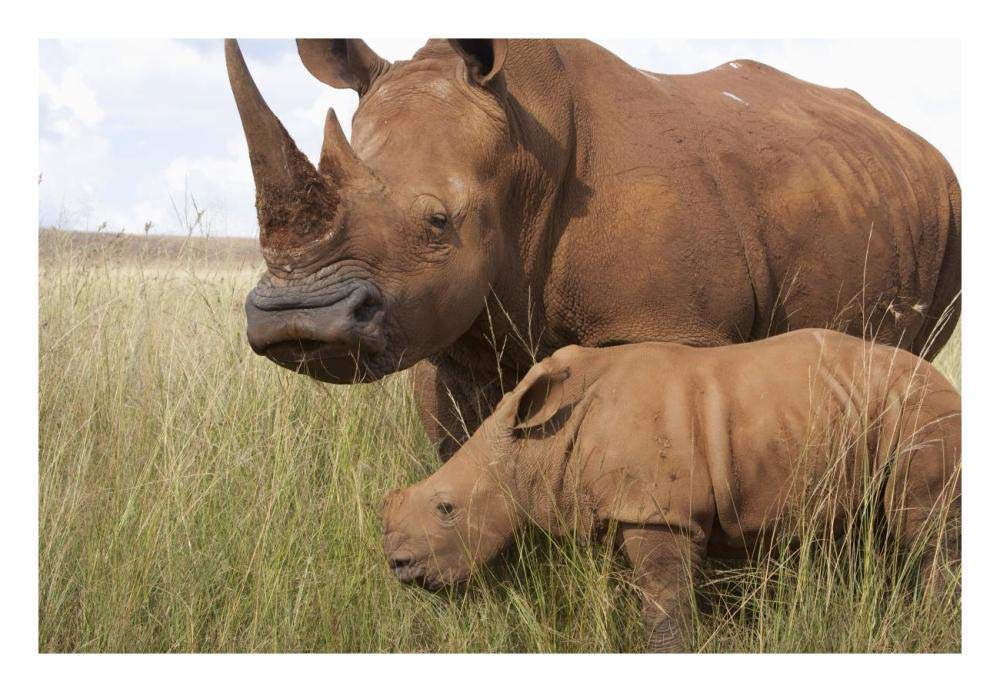 White Rhinoceros mother and calf, Rhino and Lion Nature Reserve, South Africa-Paper Art-26x18”