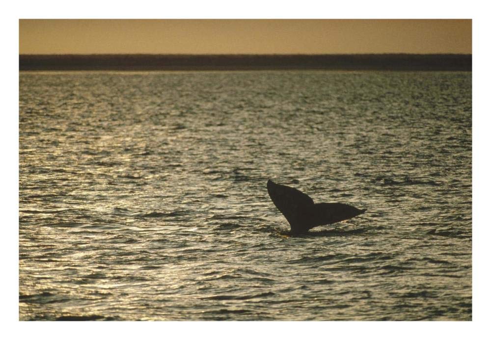 Gray Whale tail at sunset, Baja California, Mexico-Paper Art-26x18”