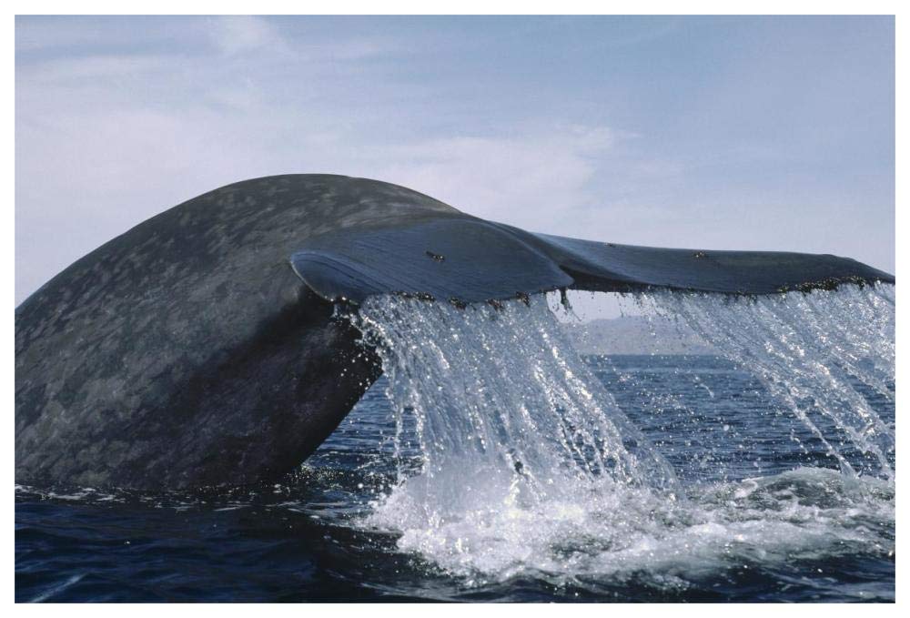 Blue Whale tail, Sea of Cortez, Mexico-Paper Art-62x42”