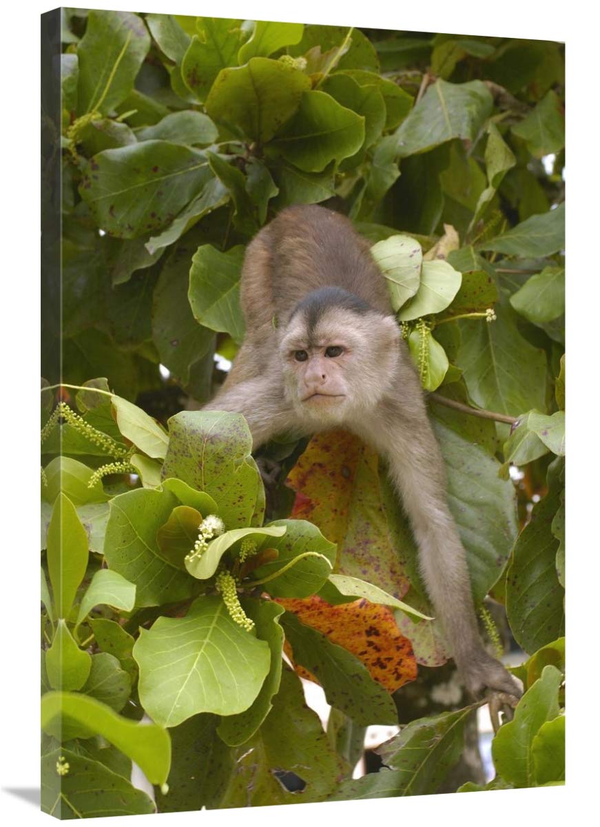 White-fronted Capuchin in trees, Puerto Misahualli, Amazon Rainforest, Ecuador-Canvas Art-24x36”