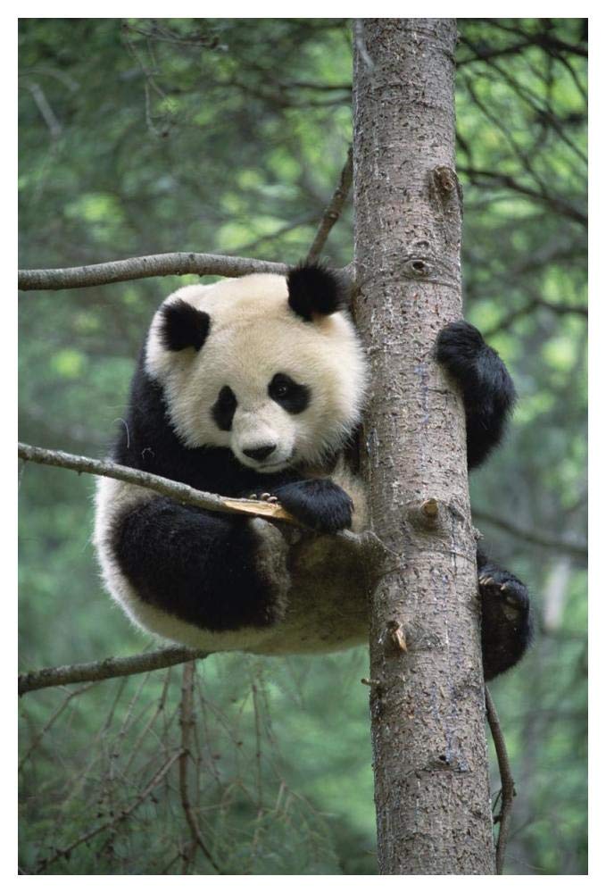 Giant Panda in tree-Paper Art-34x50”