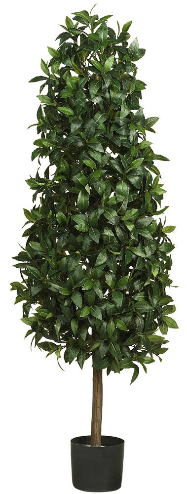 5 Sweet Bay Pyramid Silk Tree