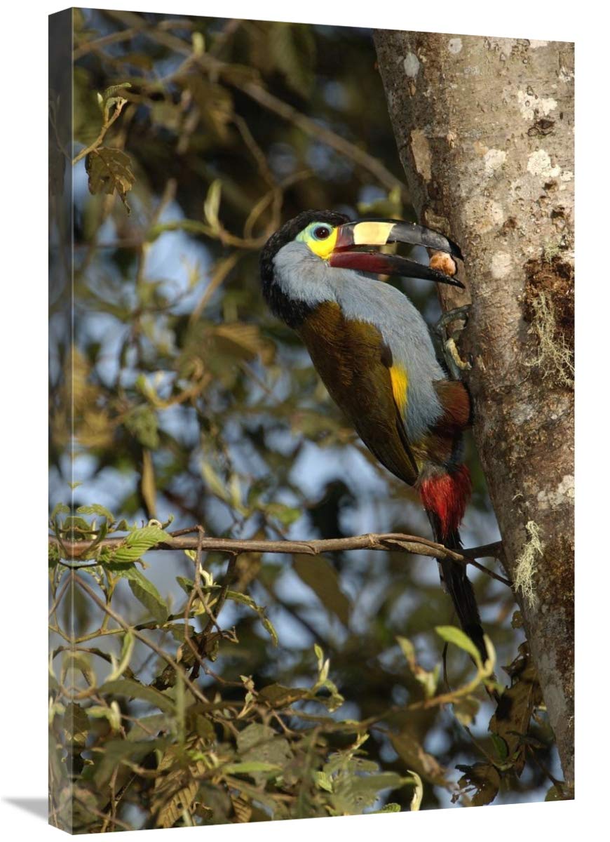 Plate-billed Mountain Toucan feeding young, Andes Mountains, Ecuador-Canvas Art-20x30”