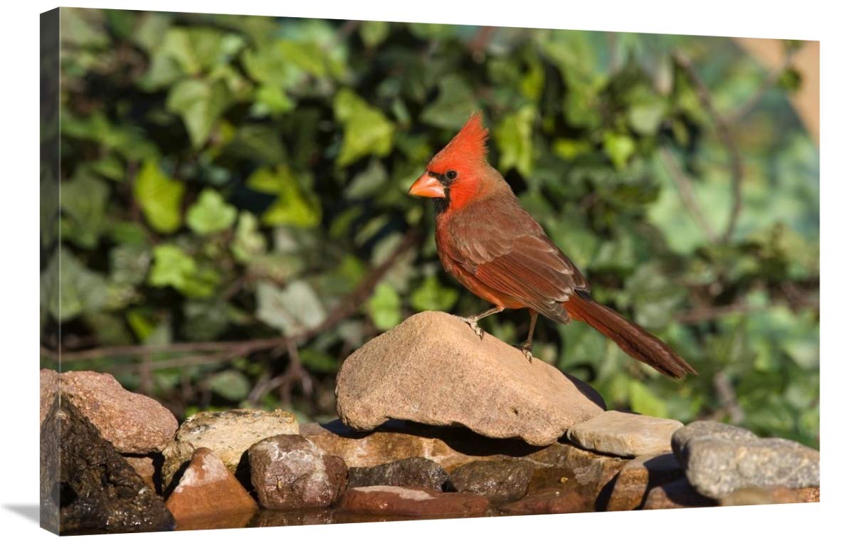 Northern Cardinal male, Santa Rita Mountains, Arizona-Canvas Art-36x24”