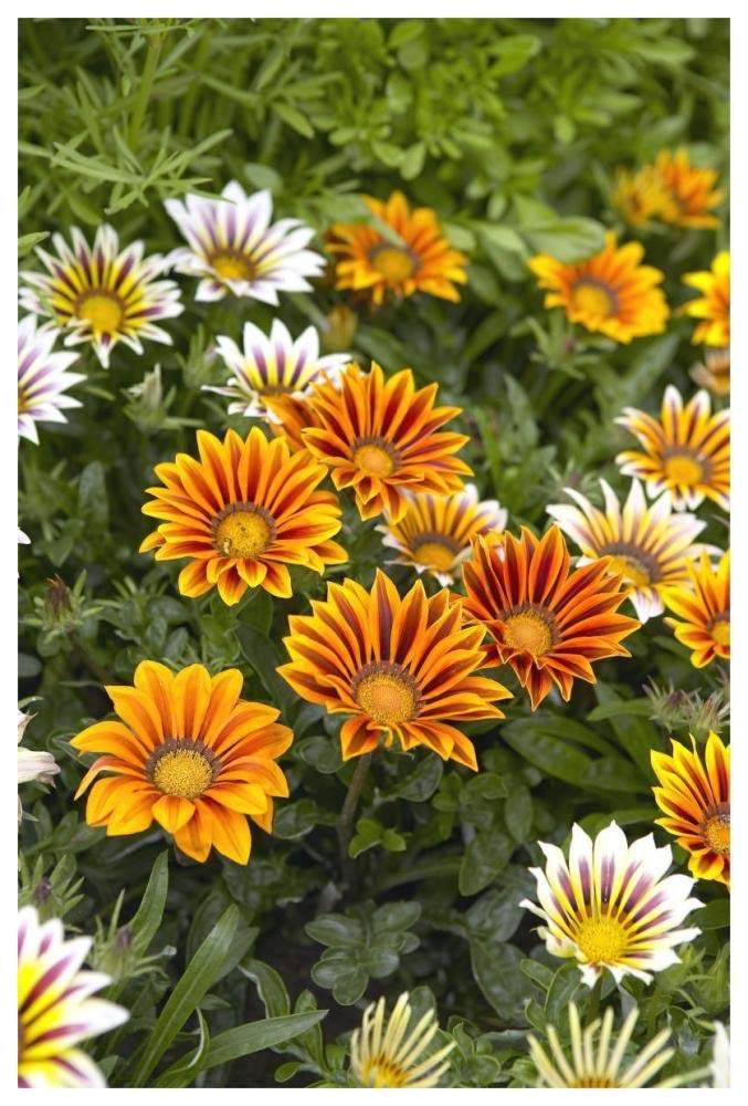 Gazania flowers-Paper Art-42x62”
