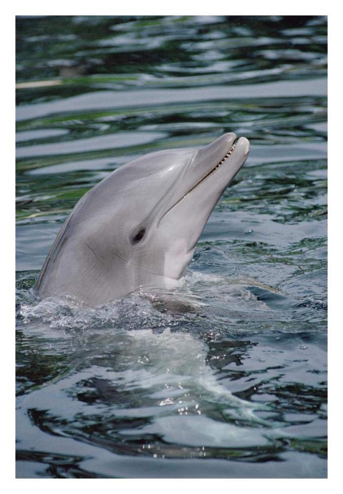Bottlenose Dolphin portrait-Paper Art-22x32”
