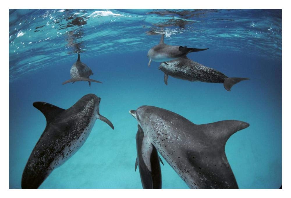 Atlantic Spotted Dolphin, group of adults and juveniles, Bahamas-Paper Art-32x22”