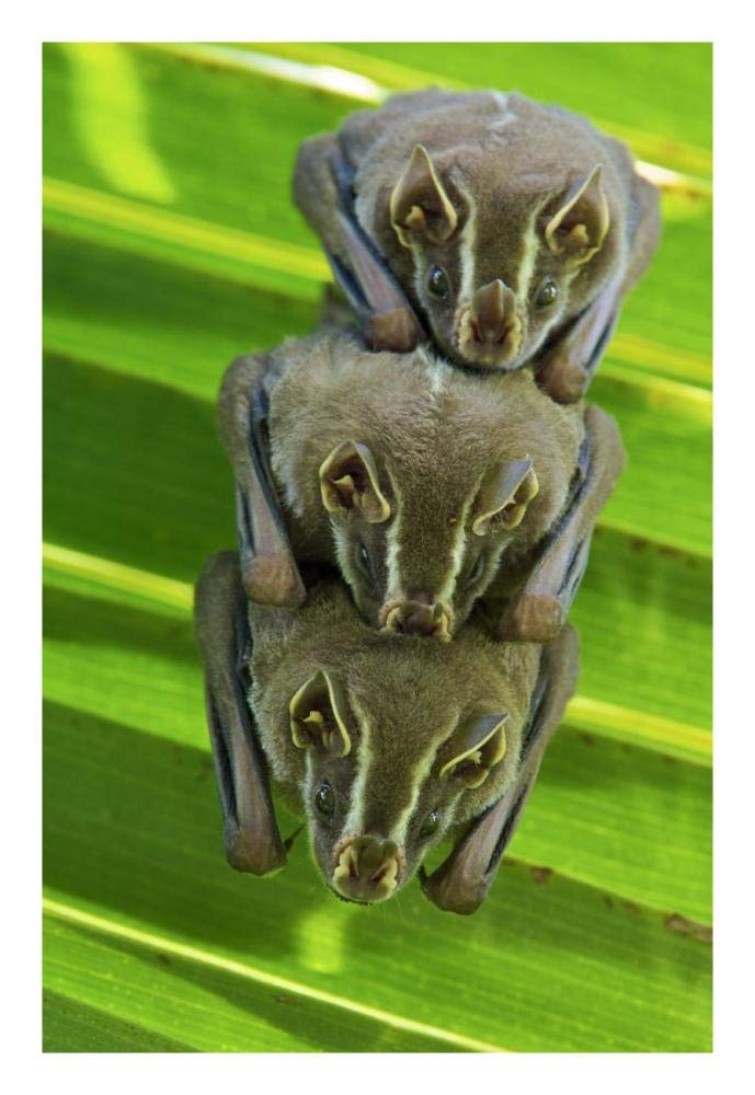 Striped Yellow-eared Bat trio roosting in palm tree, Panama-Paper Art-18x26”