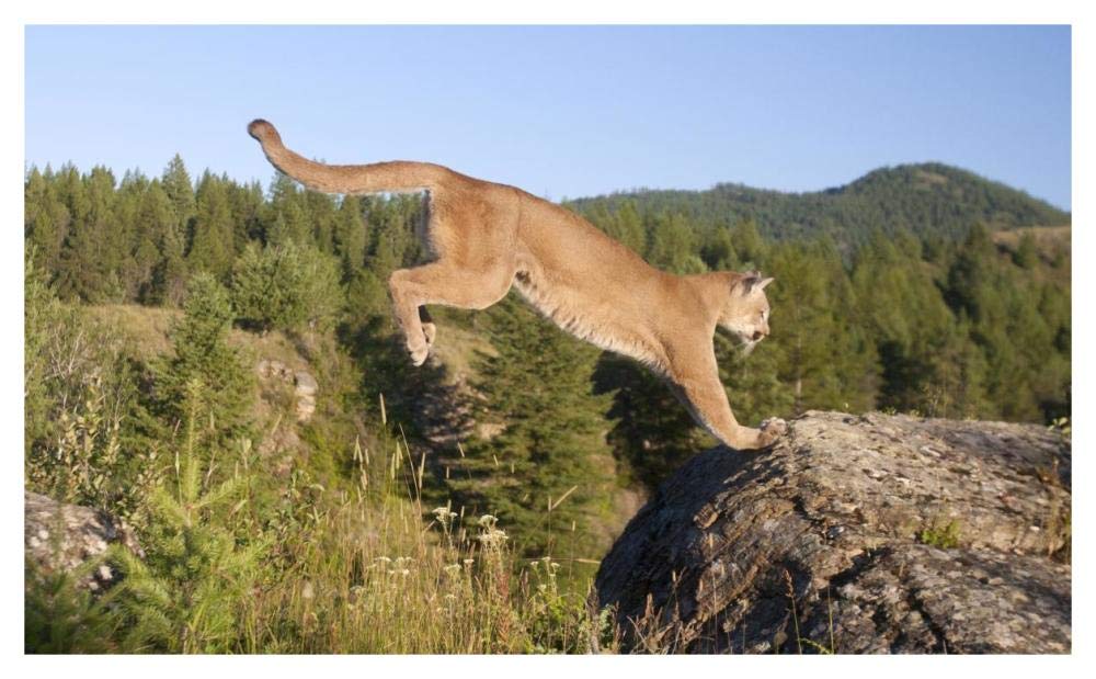 Mountain Lion jumping, Montana. Sequence 2 of 2-Paper Art-46x28.4”