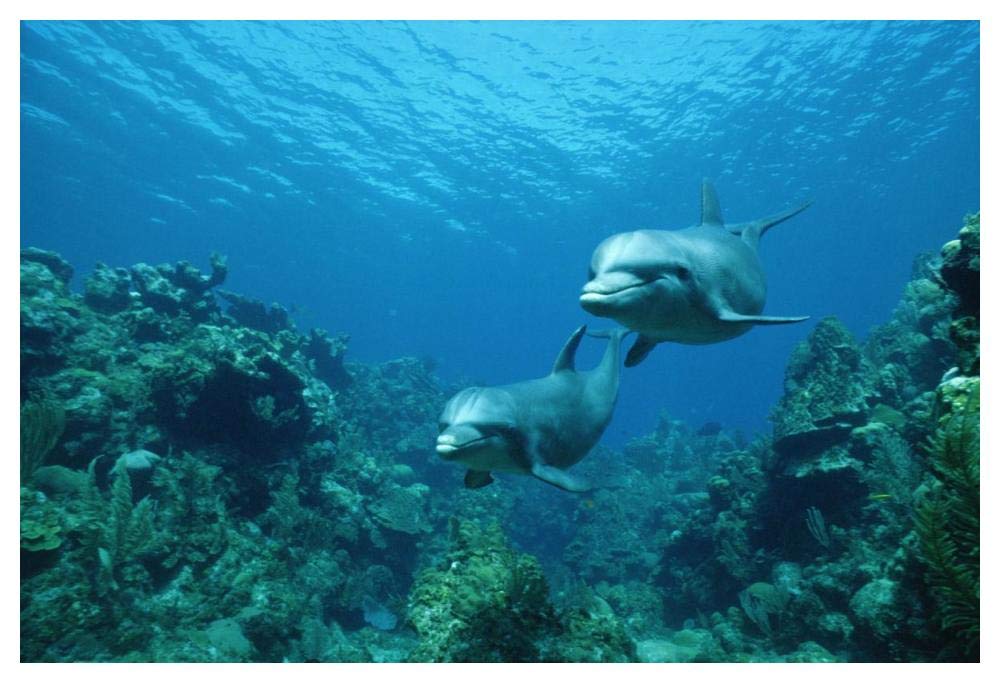 Bottlenose Dolphin pair swimming over coral reef, Honduras-Paper Art-50x34”