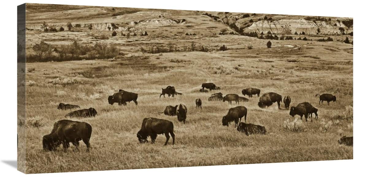 American Bison herd grazing on shortgrass prairie, Theodore Roosevelt National Park, North Dakota - Custom Crop 2:1-Canvas Art-36x18”