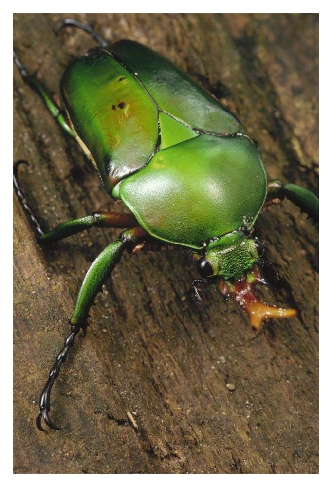June Beetle portrait, Reserve De Campo, Cameroon-Paper Art-26x38”