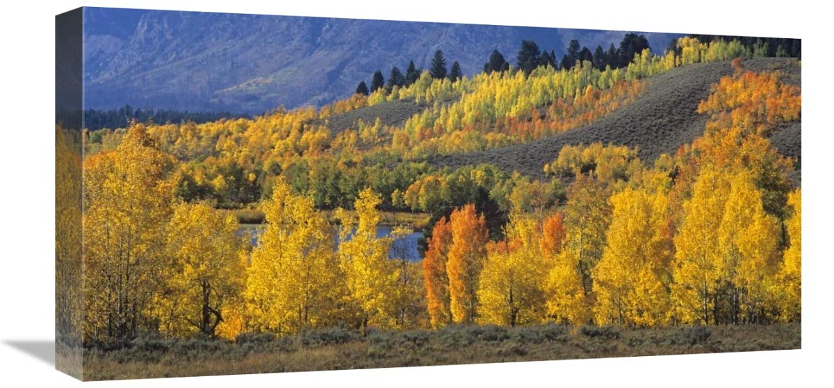 Ranger Peak and Aspen forest in autumn, Grand Teton National Park, Wyoming - Cropped-Canvas Art-24x12”