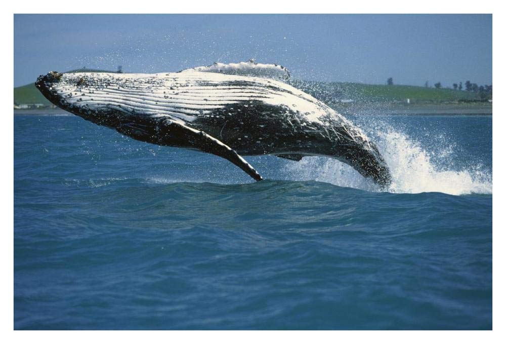 Humpback Whale breaching, Kaikoura, New Zealand-Paper Art-38x26”