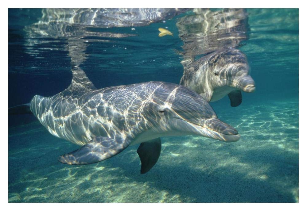 Bottlenose Dolphin underwater pair, Hawaii-Paper Art-38x26”