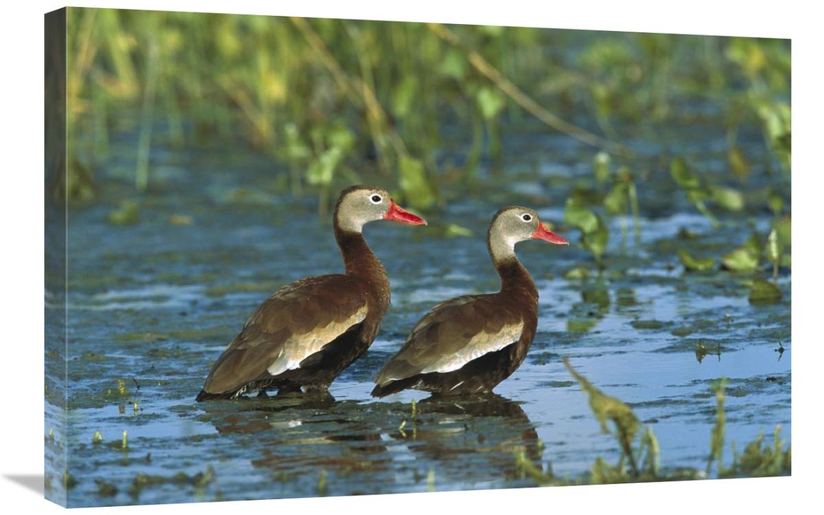 Black-bellied Whistling Duck pair wading, Rio Grand Valley, Texas-Canvas Art-30x20”