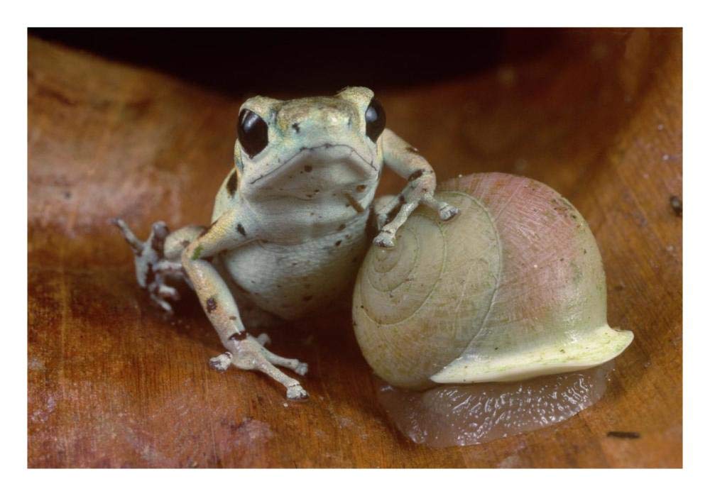 Strawberry Poison Dart Frog resting on snail, Panama-Paper Art-26x18”