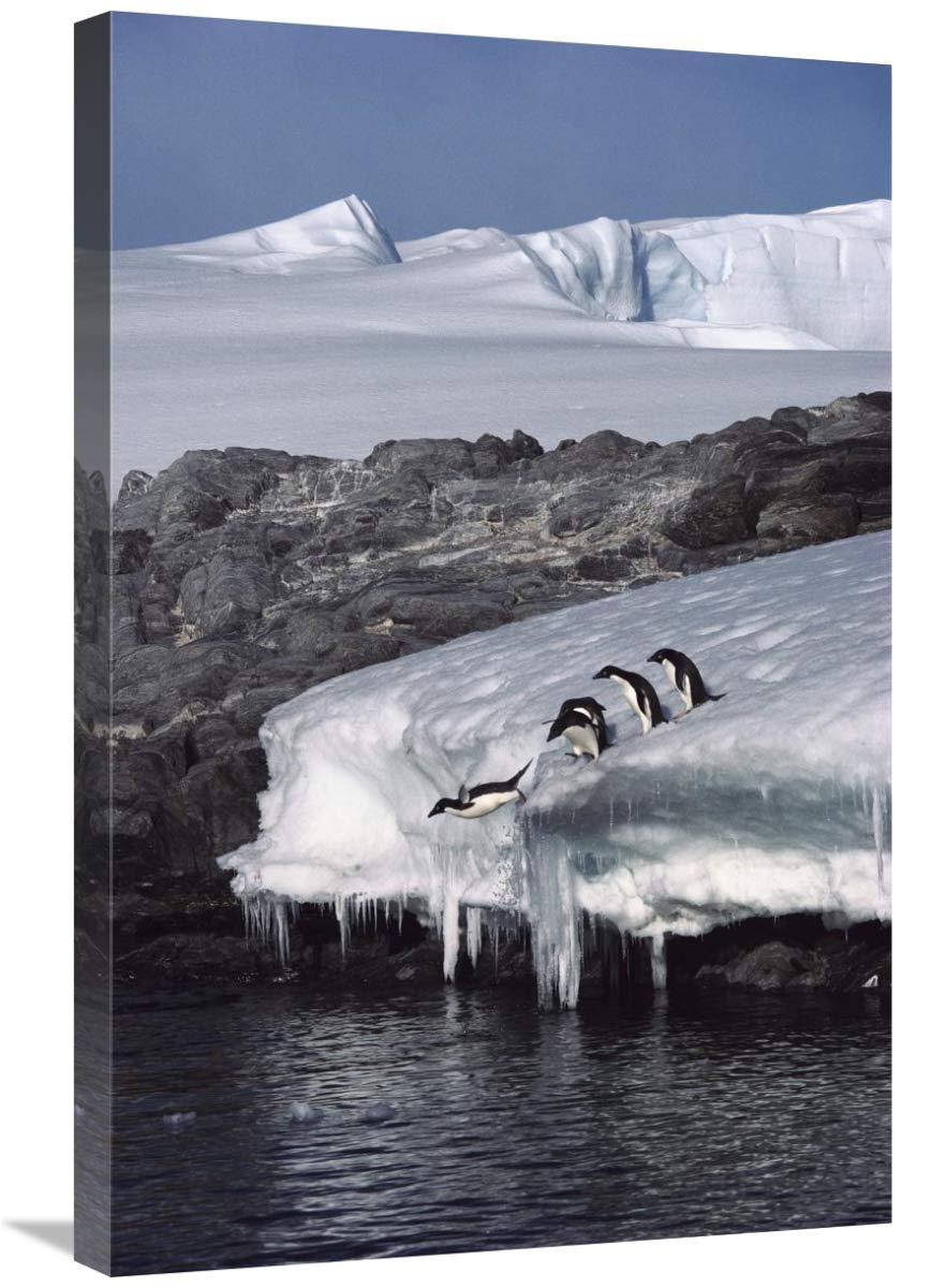 Five Adelie Penguins diving from ice edge into water, Point Martin, Antarctica-Canvas Art-20x30”