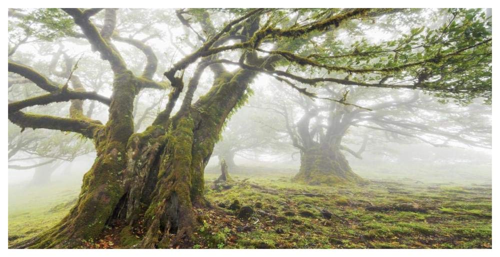 Laurel forest in fog, Madeira, Portugal-Paper Art-62x32”
