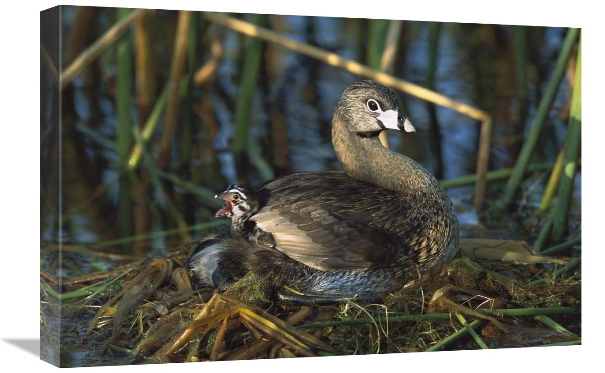Pied-billed Grebe parent with calling chick on nest, Rio Grande Valley, Texas-Canvas Art-24x16”