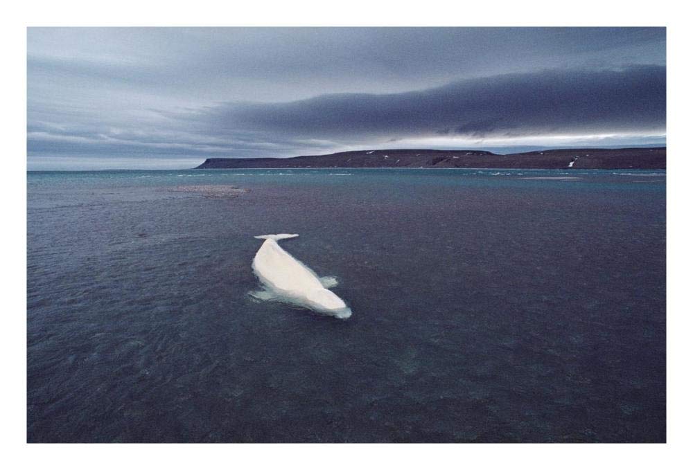 Stranded Beluga whale awaiting incoming tide as storm approaches, Canada-Paper Art-26x18”