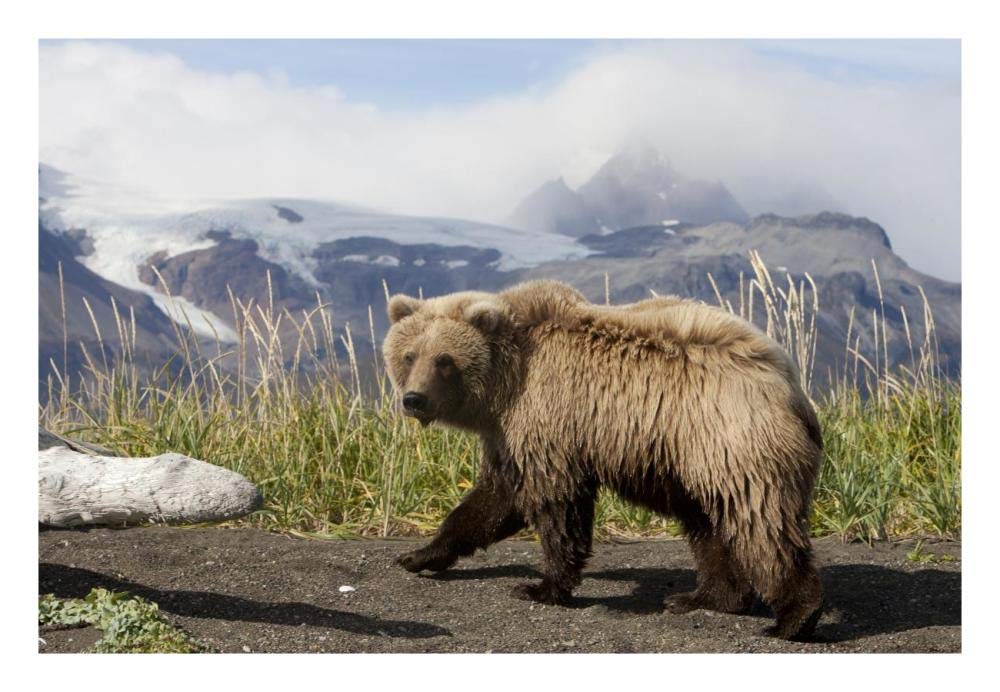Grizzly Bear yearling, Katmai National Park, Alaska-Paper Art-26x18”