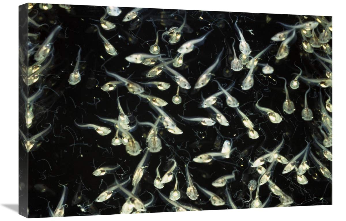 African Clawed Frog tadpoles, native to Africa-Canvas Art-30x20”