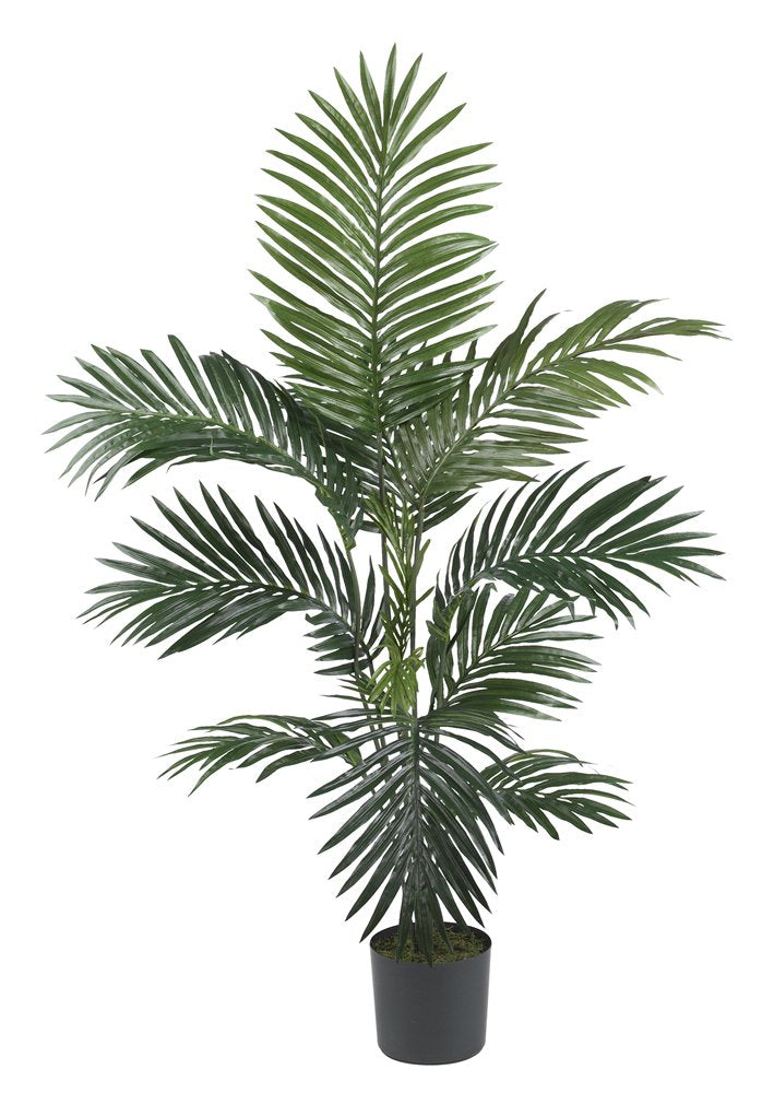 5 Kentia Palm Silk Tree