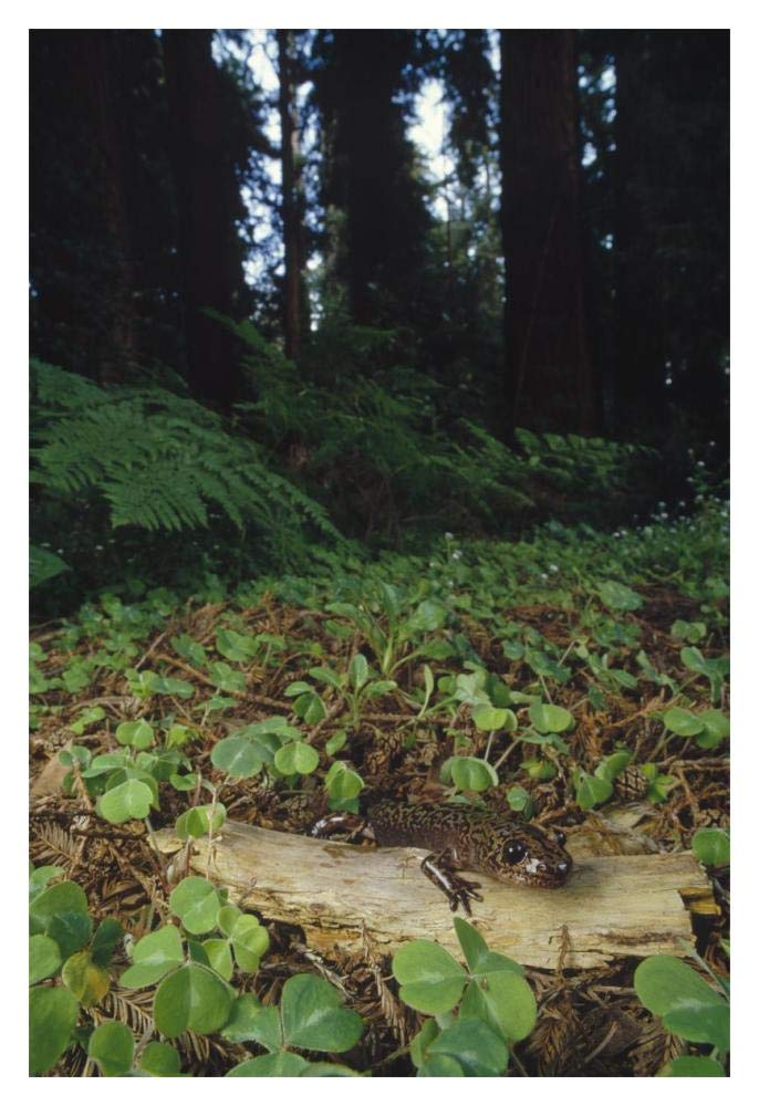 Pacific Giant Salamander on Coast Redwood forest floor, California-Paper Art-14x20”