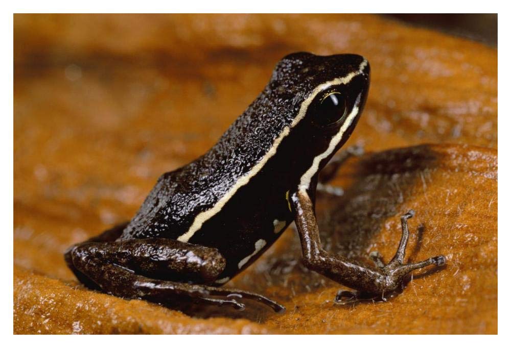 Poison Dart Frog portrait, Napo River area, Amazonia, Ecuador-Paper Art-20x14”