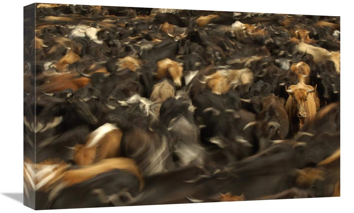 Cattle herded by Chagras during the annual round-up, Andes Mountains, Ecuador-Canvas Art-24x16”