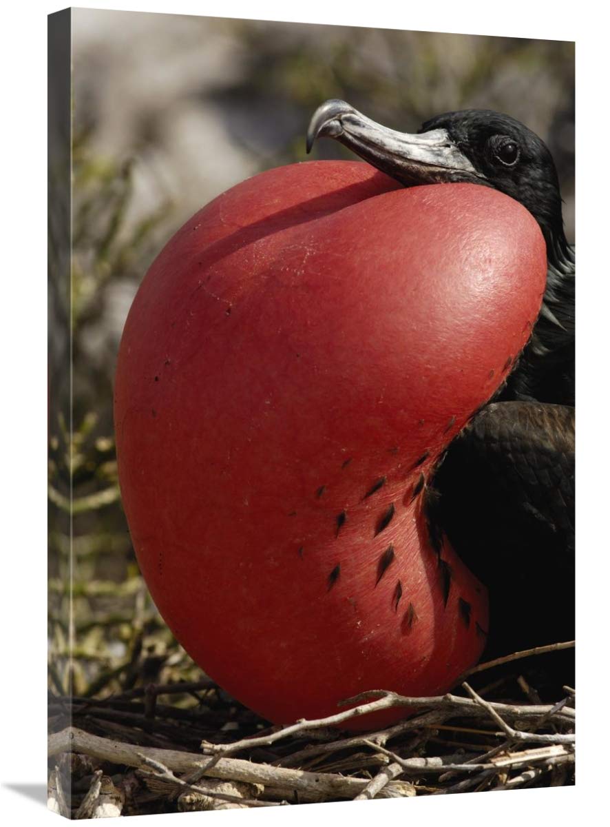 Great Frigatebird male with extended gular pouch, Galapagos Islands, Ecuador-Canvas Art-20x30”