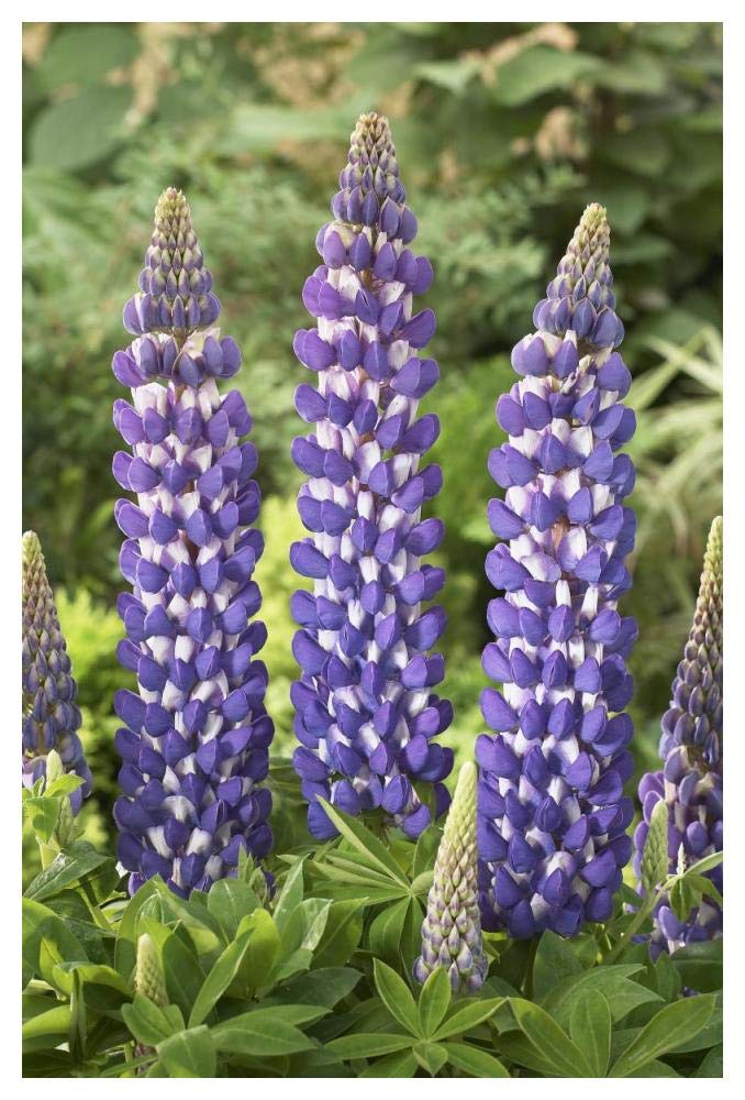 Lupine sea horse variety flowers-Paper Art-34x50”