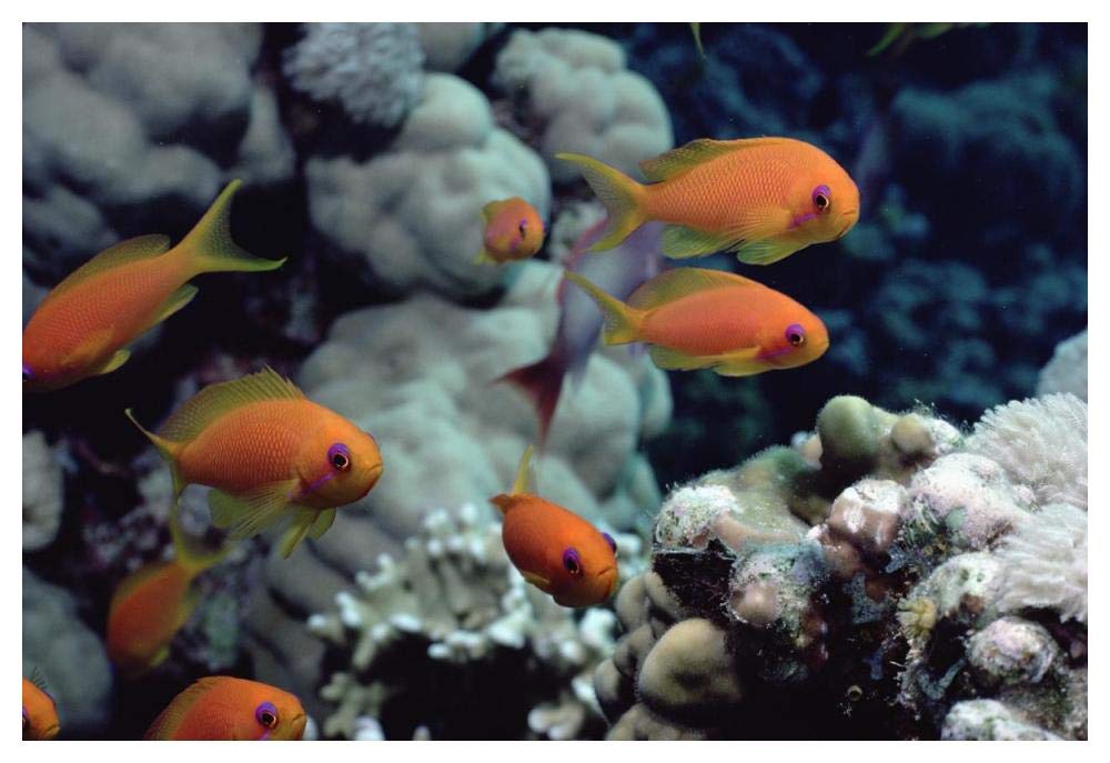 Anthias near Sinai, Red Sea-Paper Art-50x34”