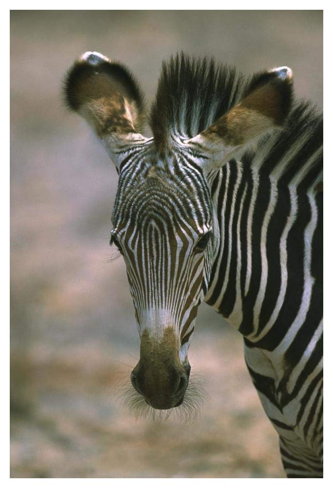 Grevys Zebra foal, Kenya-Paper Art-34x50”