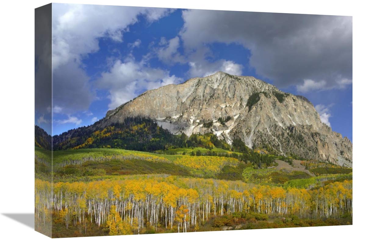 Marcellina Mountain and aspen forest in Raggeds Wilderness, Colorado-Canvas Art-16x12”